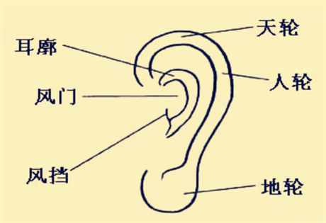 面相图解：耳薄如纸，贫寒早死;耳白过面，声誉好;耳朵如猪，笨且贪婪