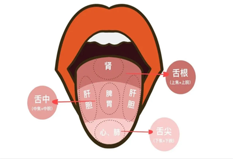 苦者以短少薄钝为下，以长大方利为先：如何利用舌头断吉凶