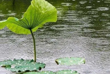 水生四月：壬水癸水生于巳月，巳月壬水巳月癸水日干八字喜忌分析