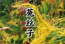 生物防治生物的方法，体现了易经的物质生克制化之理，说明植物之间有相生有相克