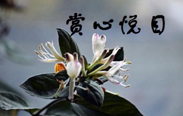 好名字要用字简明易懂；好名字要字形赏心悦目；好名字要读音铿锵洪亮