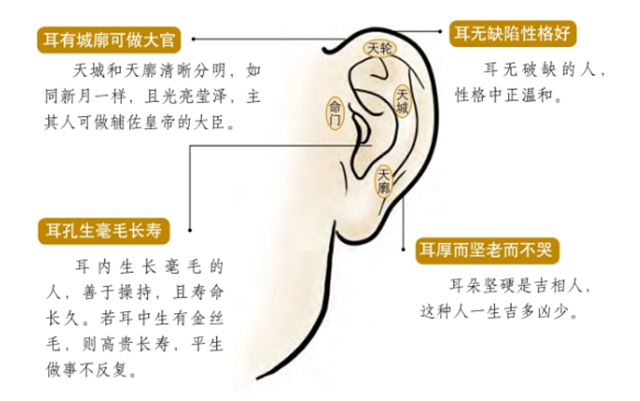 面相图解：观耳断吉凶；垂珠朝海，钱财旺；耳圆之人和惠