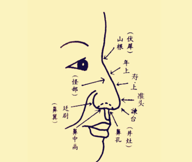 面相图解：鼻相高耸为贵；鼻兮高山，要白于面；窍小而头低尖曲，庸兮，性劣多孤