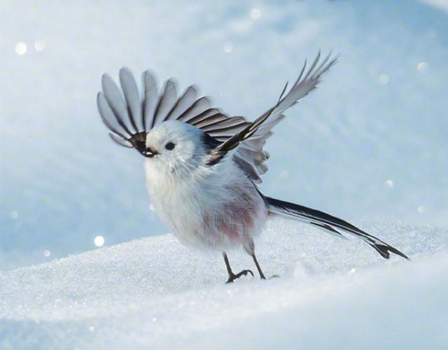 更漏中星——二十四节气之大雪、冬至、小寒。仲冬至，雪盛时，一年四季之冬季选择良辰吉日