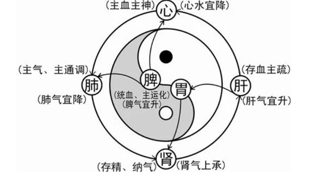 个体人藏象密码模型的五大特性包括了哪些？