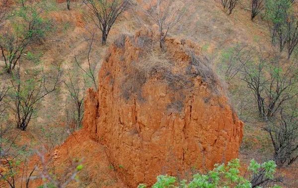 六戊造化：戊子为蒙山、戊寅为艮山、戊午为火山、戊戌为魁罡演武之山