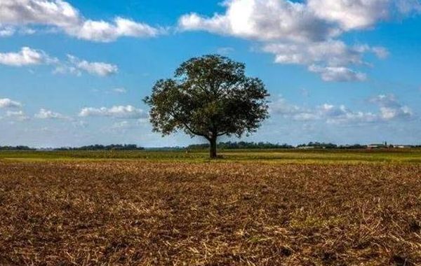 九月戊土：戊土生于戌月，戌月戊土日干八字喜忌分析