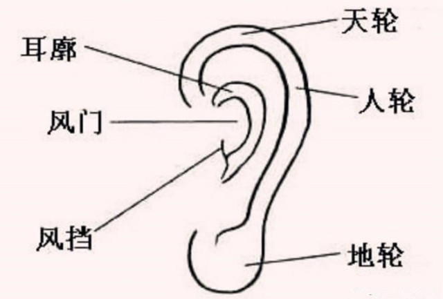 面相识人：耳朵刚硬，成就事业；耳朵削薄，无好运；耳朵厚实，重视公益