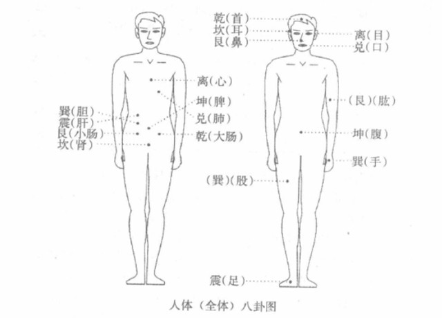 人体部位五行八卦全息象数：八卦象数疗法中五脏六腑生理病理及如何取数配方