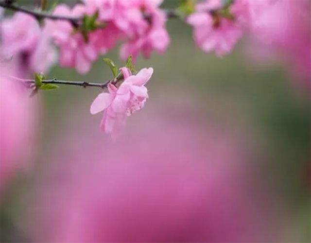 三春戊土：日主戌土生于二月的八字命理分析，周易为你白话解释