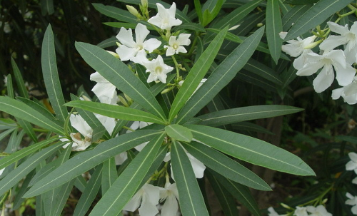 从植物的外形、枝叶的排列和花、果的布局中,我们看到了数学的美和仿生学的美