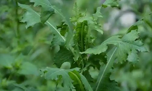 指示植物是指那些生态幅狭窄、对环境的正常或异常变化作出敏感反应的植物