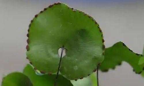 人们发现植物也有血型，人们还发现,同一种植物有不同的血型