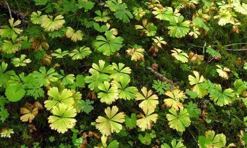 人们发现植物也有血型，人们还发现,同一种植物有不同的血型